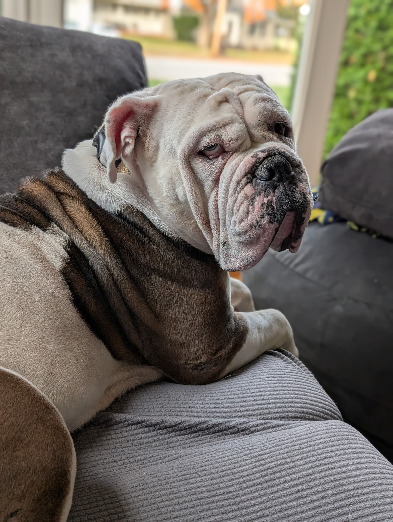 Aleeya — adoptable bull breed dog