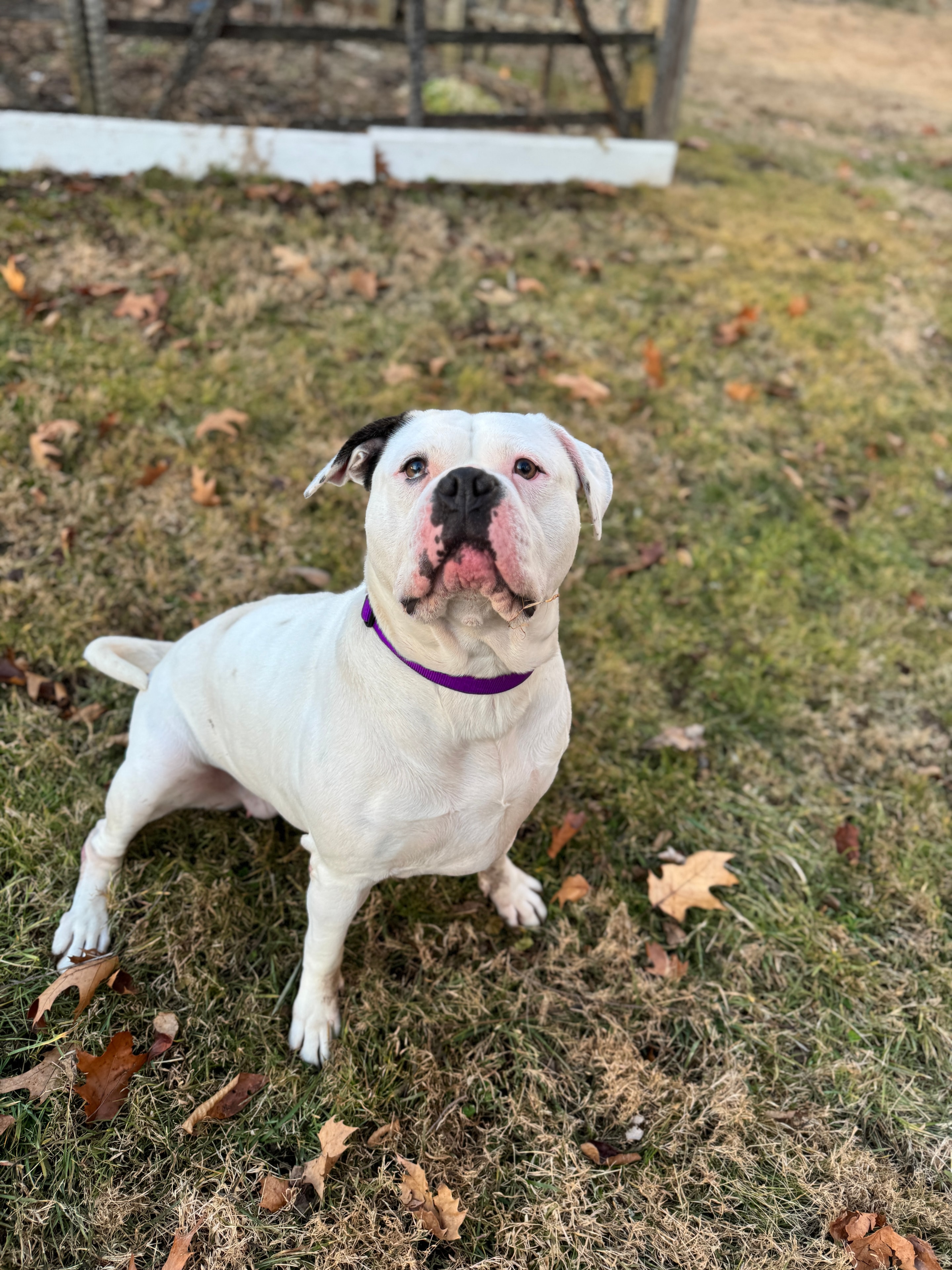 Claudia — adoptable bull breed dog