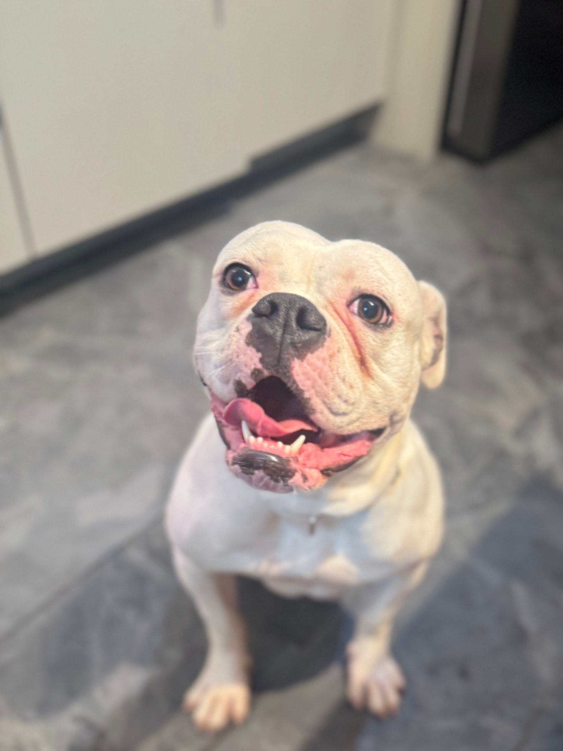 Devin — adoptable bull breed dog