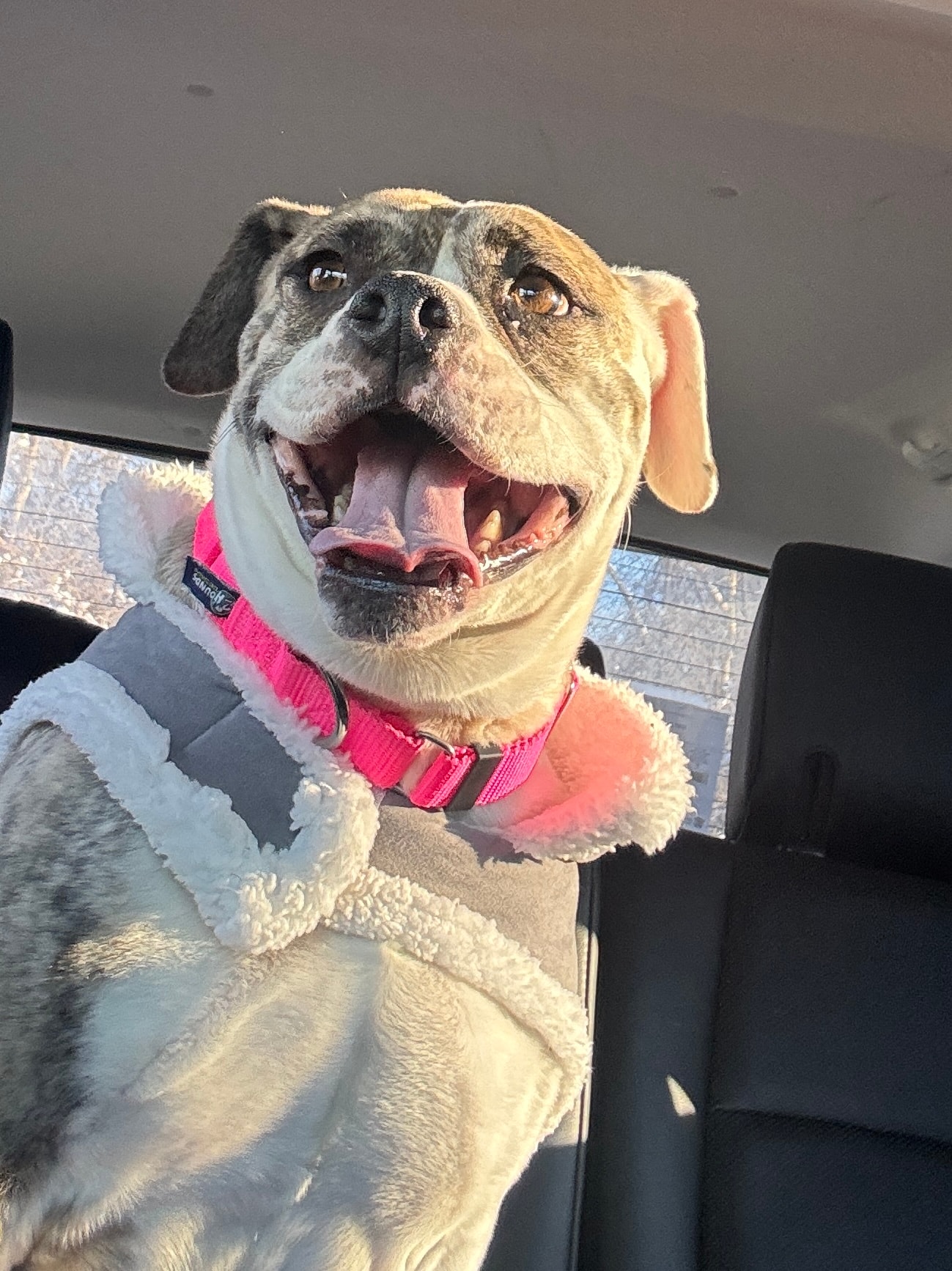 Doris — adoptable bull breed dog