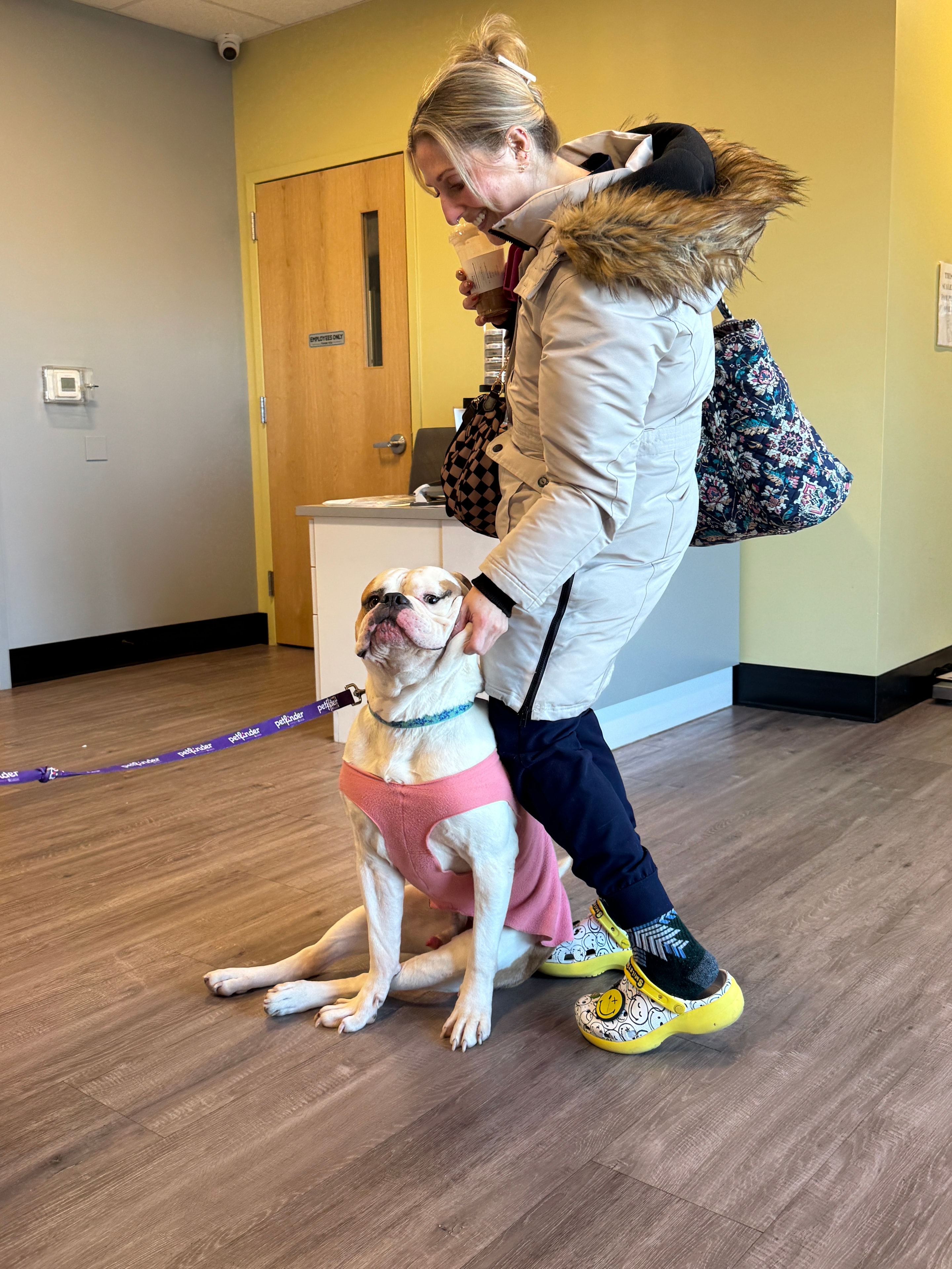 Ferdinand — adoptable bull breed dog