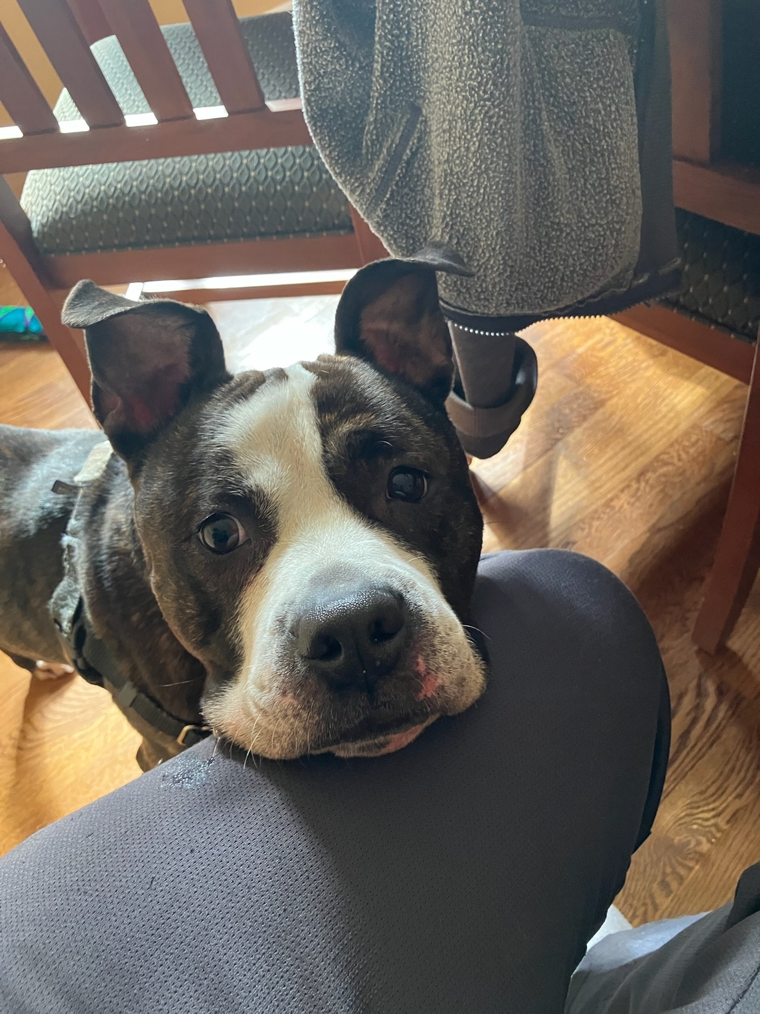 Nala — adoptable bull breed dog