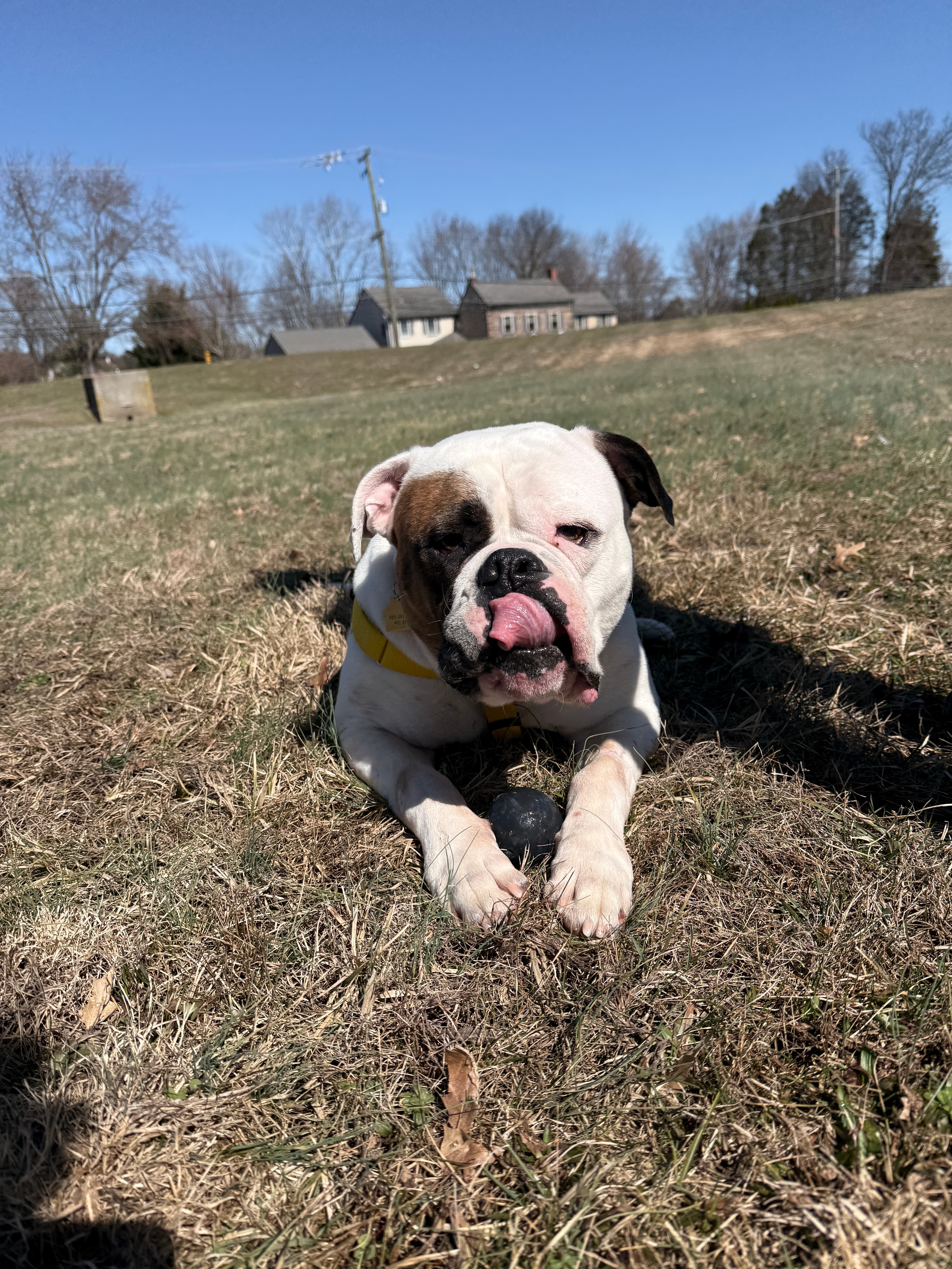 Story — adoptable bull breed dog