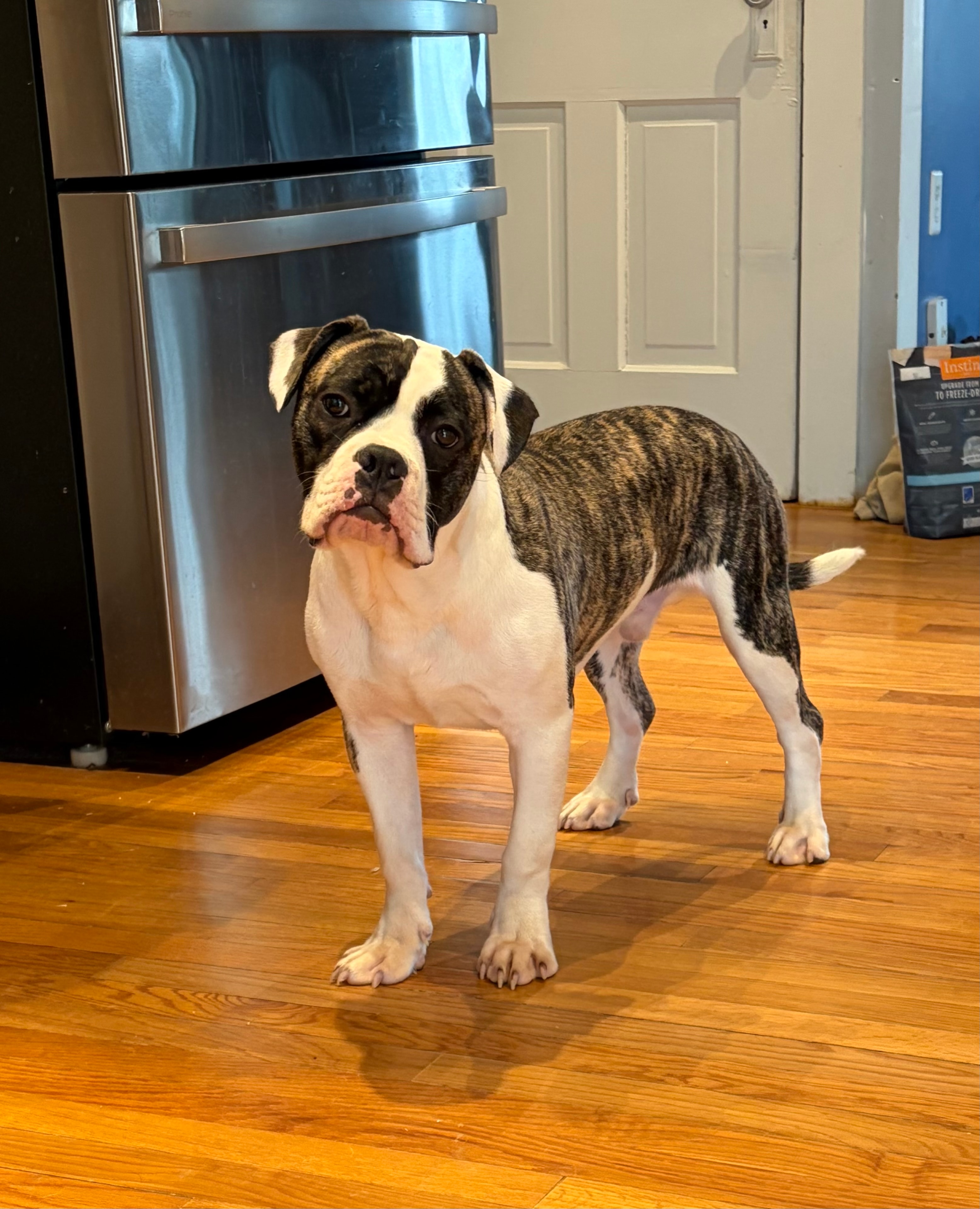 Pascal — adoptable bull breed dog