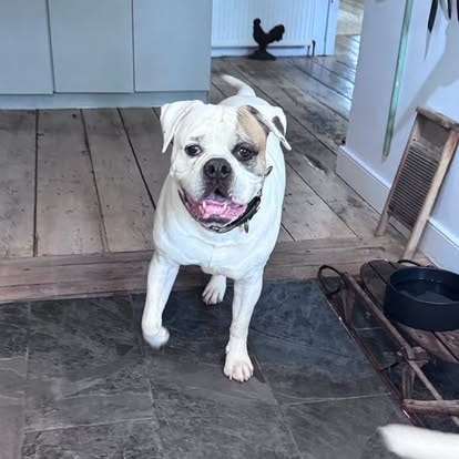 Cotton — adoptable bull breed dog