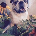 Puddy in Flowers