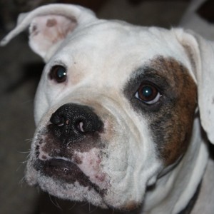 Up for Adoption | American Bulldog Rescue
