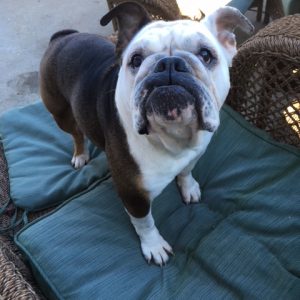 olde english bulldog rescue near me