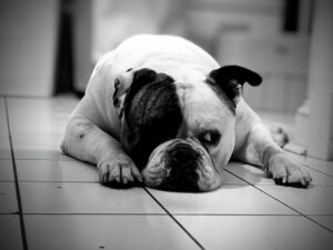 Adoptable Titan in black and white on kitchen floor head between paws