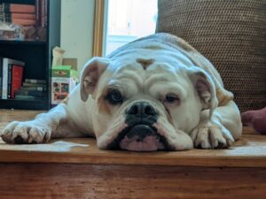 Lulu at the top of the steps, laying down, wrinkles everywhere