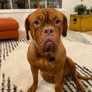 Izzy, a beautiful rust colored dogue de bordeaux, sitting facing the camera