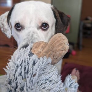 DD holding a big, fluffy toy and giving sad puppy dog eyes