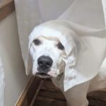 A goofy picture of daisy with a curtain on her head, looking almost like a nun