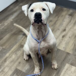 Queso  - COURTESY LISTING