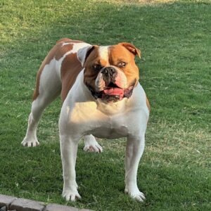Rocko